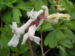 Zurück zum kompletten Bilderset Hohler Lerchensporn Blüte weiß Corydalis cava