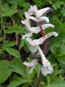 Hohler Lechensporn Bluete weiss Corydalis cava 03