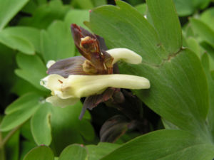 Hohler Lechensporn Bluete weiss Corydalis cava 04