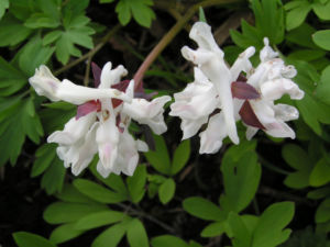 Hohler Lechensporn Bluete weiss Corydalis cava 05
