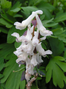 Hohler Lechensporn Bluete weiss Corydalis cava 06