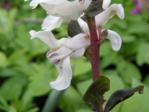 Hohler Lechensporn Bluete weiss Corydalis cava 07
