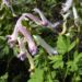 Zurück zum kompletten Bilderset Hohler Lerchensporn Blüte weiß Corydalis cava