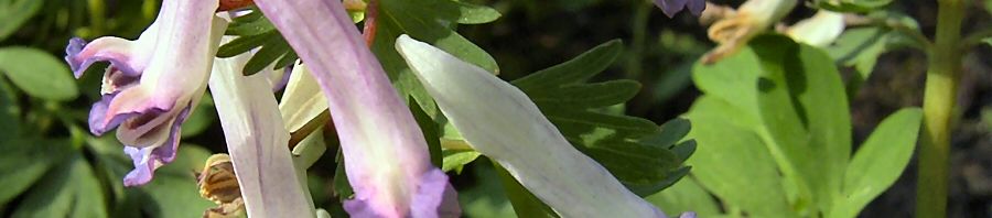 Anklicken um das ganze Bild zu sehen  Hohler Lerchensporn Blüte weiß Corydalis cava