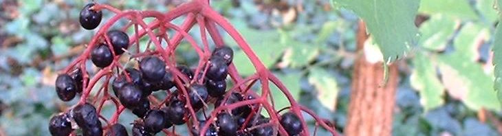 Anklicken um das ganze Bild zu sehen  Schwarzer Holunder Frucht rot  Sambucus nigra