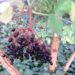 Zurück zum kompletten Bilderset Schwarzer Holunder Frucht rot  Sambucus nigra