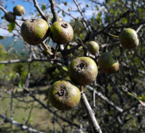 Holzapfel Frucht gruen Malus sylvestris 01