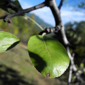 Holzapfel Frucht gruen Malus sylvestris 08