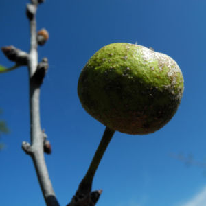 Holzapfel Frucht gruen Malus sylvestris 09