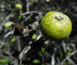 Holzapfel Frucht gruen Malus sylvestris 14