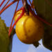 Zurück zum kompletten Bilderset Zierapfel Frucht gelb Malus hybride butterball