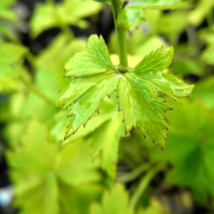 Hondo Trollblume Blatt gruen Trollius hondoensis 06