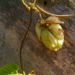 Zurück zum kompletten Bilderset Hopfen Dolde Humulus lupulus