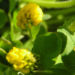 Zurück zum kompletten Bilderset Hopfenklee Gelbklee Blüte gelb Medicago lupulina