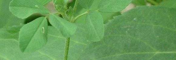 Anklicken um das ganze Bild zu sehen  Hopfenklee Blüte gelb Medicago lupulina