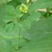 Zurück zum kompletten Bilderset Hopfenklee Blüte gelb Medicago lupulina