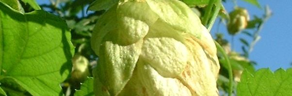 Anklicken um das ganze Bild zu sehen  Hopfen Zapfen Humulus lupulus