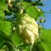 Zurück zum kompletten Bilderset Hopfen Zapfen Humulus lupulus