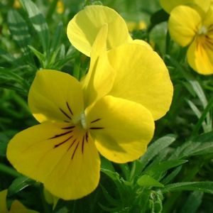 Horn Veilchen gelb Viola cornuta 01