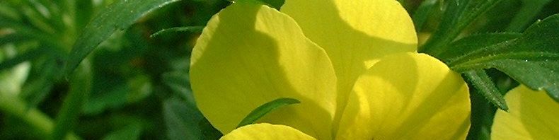 Anklicken um das ganze Bild zu sehen  Horn Veilchen Blüte gelb Viola cornuta