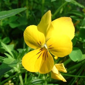 Horn Veilchen gelb Viola cornuta 03
