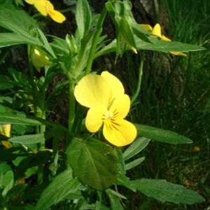 Horn Veilchen gelb Viola cornuta 04