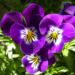 Zurück zum kompletten Bilderset Horn Veilchen lila Blüte Viola cornuta