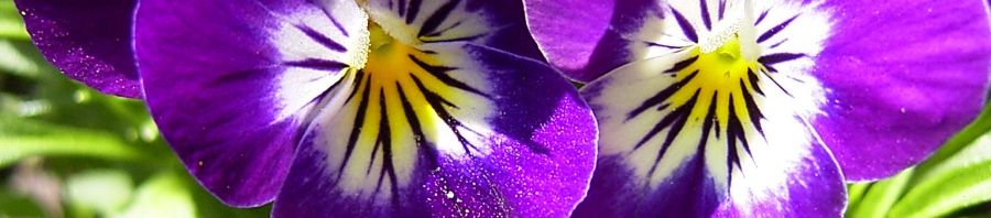 Anklicken um das ganze Bild zu sehen  Horn Veilchen lila Blüte Viola cornuta