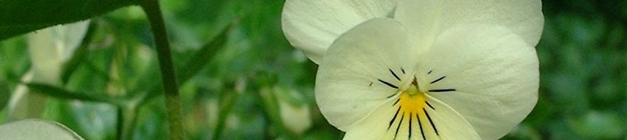 Anklicken um das ganze Bild zu sehen  Hornveilchen Blüte weiß Viola cornuta