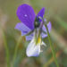 Zurück zum kompletten Bilderset Hornveilchen Blüte blau weiß - Viola cornuta