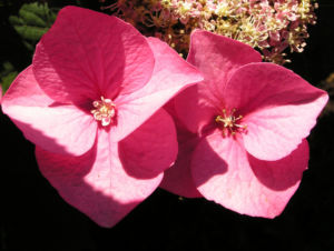 Hortensie Bluete rot Hydrangea hortensia 01