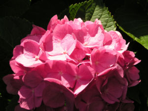 Hortensie Bluete rot Hydrangea hortensia 02