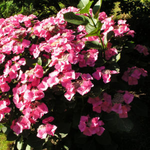 Hortensie Bluete rot Hydrangea hortensia 03