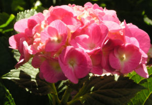 Hortensie Bluete rot Hydrangea hortensia 04
