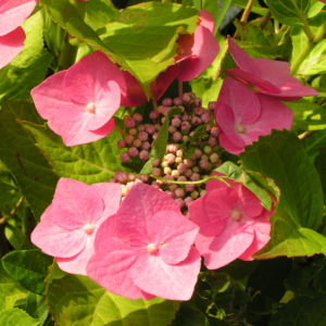 Hortensie Bluete rot Hydrangea hortensia 07