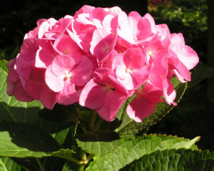 Hortensie Bluete rot Hydrangea hortensia 09