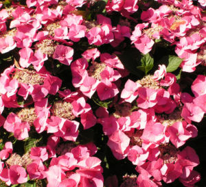 Hortensie Bluete rot Hydrangea hortensia 10