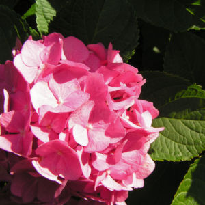 Hortensie Bluete rot Hydrangea hortensia 13
