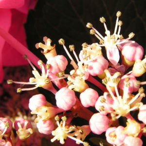 Hortensie Bluete rot Hydrangea hortensia 16