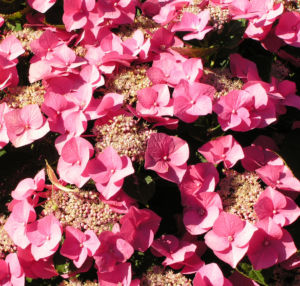 Hortensie Bluete rot Hydrangea hortensia 17