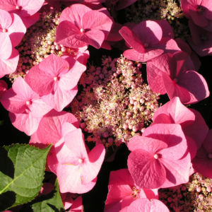 Hortensie Bluete rot Hydrangea hortensia 23