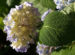 Zurück zum kompletten Bilderset Gartenhortensie Strauch Blüte blass lila Hydrangea macrophylla