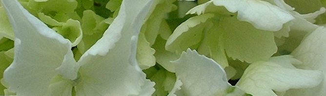 Anklicken um das ganze Bild zu sehen  Wald-Hortensie Blüte weiß Hydrangea arborescens