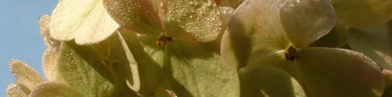 Anklicken um das ganze Bild zu sehen  Gartenhortensie Blüte weiß Hydrangea macrophylla