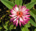 Zurück zum kompletten Bilderset Hügel-Klee Blüte rot weiß Trifolium alpestre