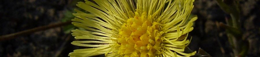Anklicken um das ganze Bild zu sehen  Huflattich Blüte hellgelb Tussilago farfara