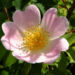 Zurück zum kompletten Bilderset Hunds-Rose Blüte zartrosa Rosa canina