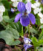 Zurück zum kompletten Bilderset Hunds-Veilchen Blüte blau Viola canina