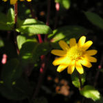Husarenknopf Bluete gelb Sanvitalia procumbens 01