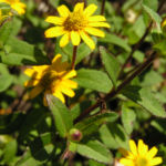 Husarenknopf Bluete gelb Sanvitalia procumbens 02